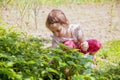 Little cute child girl picking strawberry on fruit farm field on sunny summer day Royalty Free Stock Photo