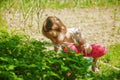 Little cute child girl picking strawberry on fruit farm field on sunny summer day. Agriculture, health, bio food concept Royalty Free Stock Photo