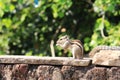 Little Cute Chipmunk Eating