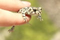 Little cute cold frog with spotty skin sits Royalty Free Stock Photo