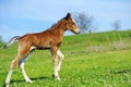 Little cute colt walk