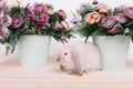 Little cute decorative rabbits