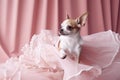 Little cute dog chihuahua in pink room with laces. Generated AI.