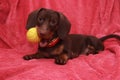 Little cute dog chocolate Dachshund with bal lays on pink background