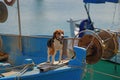 Little cute dog in a fisherman boat