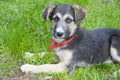 Little cute dog lying in the grass Royalty Free Stock Photo