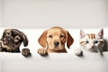 Cute dogs and cats together hanging paws over white horizontal website banner or social media header, AI generated Royalty Free Stock Photo