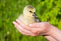 Little cute domestic goose chick on palms of hands