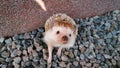 Little cute domestic hedgehog posing by the wall in the backyard