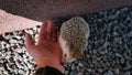 Little cute domestic hedgehog smells the hand of his owner