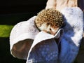 Little cute domestic hedgehog in a towel, held in girls hands