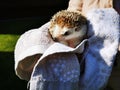 Little cute domestic hedgehog in a towel, held in girls hands