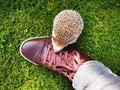 Little cute domestic hedgehog walking on the grass around the shoe