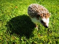 Little cute domestic hedgehog walking on the grass