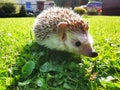 Little cute domestic hedgehog walking on the grass