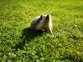 Little cute domestic hedgehog walking on the grass