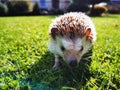 Little cute domestic hedgehog walking on the grass