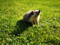 Little cute domestic hedgehog walking on the grass