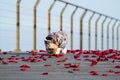 Little cute dressed dog walking on the rose petals