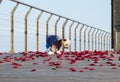 Little cute dressed dog walking on the rose petals
