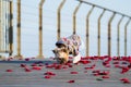 Little cute dressed dog walking on the rose petals