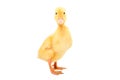 Little cute duckling standing isolated