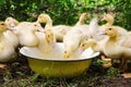 Little cute ducklings drinking water from a Cup on a farm