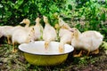 Little cute ducklings drinking water from a Cup on a farm