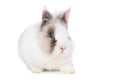 Little cute dwarf rabbit on white