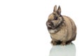 Little cute Easter bunny alone on white Royalty Free Stock Photo