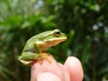 Little cute Emerald tree frog sit on finger Royalty Free Stock Photo