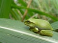 Little cute Emerald tree frog sit on finger Royalty Free Stock Photo