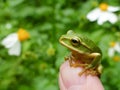 Little cute Emerald tree frog sit on finger Royalty Free Stock Photo