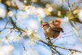 Little cute Eurasian wren Troglodytes troglodytes sitting on a branch of a blossoming cherry and singing. Spring, bird very Royalty Free Stock Photo