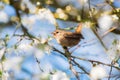 Little cute Eurasian wren Troglodytes troglodytes sitting on a branch of a blossoming cherry and singing. Spring, bird very Royalty Free Stock Photo