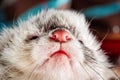 Little cute ferret face Royalty Free Stock Photo
