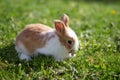 Little cute fluffy baby rabbit on green grass. Brown-white easter bunny on spring lawn discovers life. Royalty Free Stock Photo