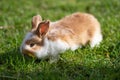 Little cute fluffy baby rabbit on green grass. Brown-white easter bunny on spring lawn discovers life. Royalty Free Stock Photo