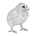 Little cute fluffy chicken sketch with black lines isolated on white background, stock vector illustration, for design and decor Royalty Free Stock Photo