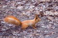 Close up of adults hand feeding squirrel in forest Royalty Free Stock Photo