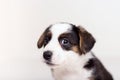 Little cute fluffy Welsh Corgi puppy on white background looking at camera Royalty Free Stock Photo