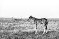 Little cute foal standing on the pasture, rural landscape Royalty Free Stock Photo