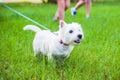 Little cute funny dog West Highland White Terrier runs on the green grass, mouth open, on a leash. In the background the feet of Royalty Free Stock Photo