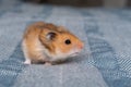 little cute ginger hamster walking on the bed