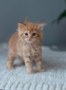 Little cute ginger  kitten Maine coon looks up Royalty Free Stock Photo