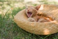 Little cute ginger kitten yawns in a straw hat