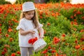 Little cute girl with a basket with bouquet of poppies stands in a field of poppies, Czech repablic Royalty Free Stock Photo