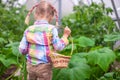 Little cute girl with the harvest in a greenhouse Royalty Free Stock Photo