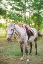 Little cute girl with light curly hair in a straw hat riding a horse at sunset Royalty Free Stock Photo