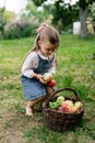 Little cute girl with long hair and bow puts picked apples in a wicker basket Royalty Free Stock Photo